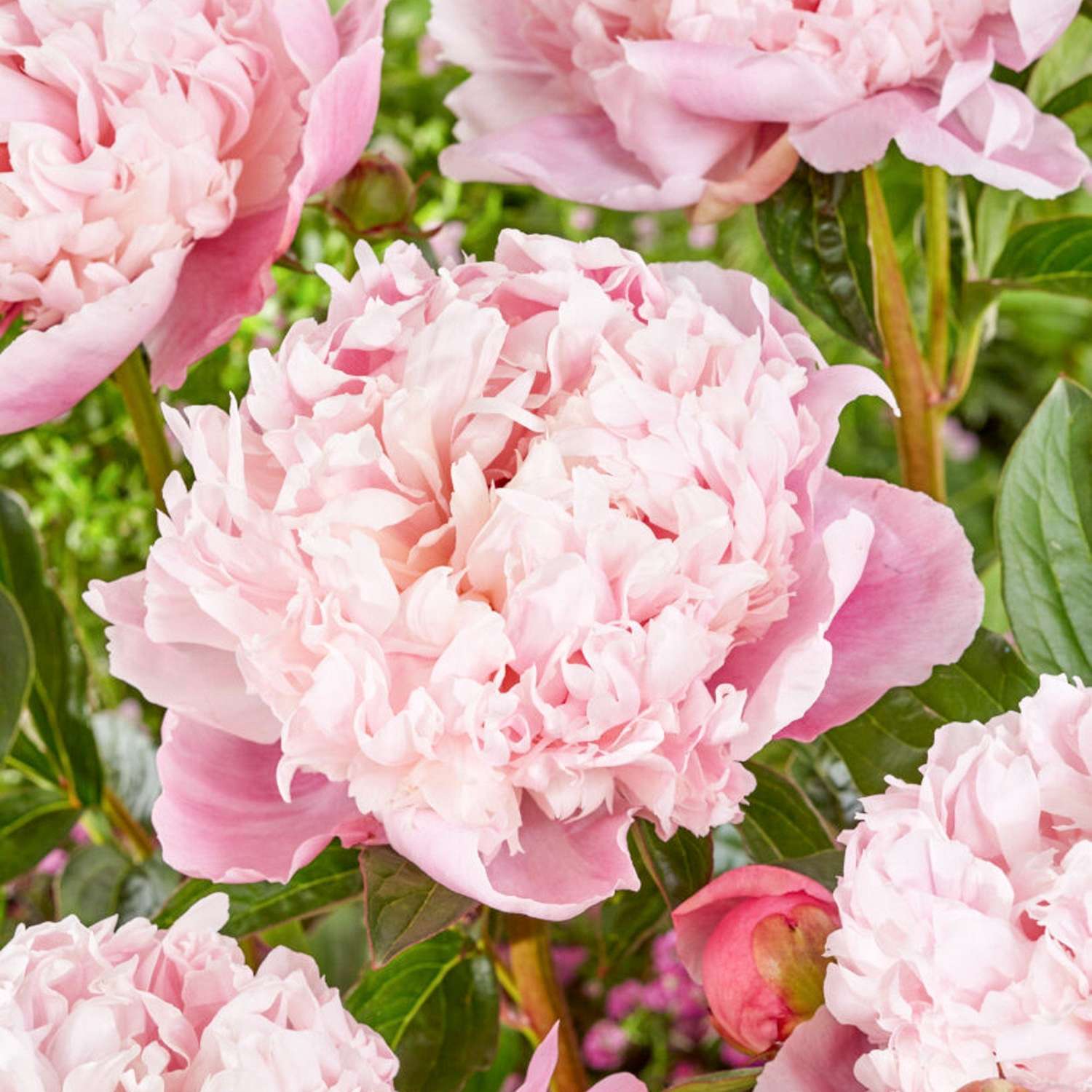 Pivoine ‘Shirley Temple’